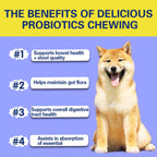 Pet Probiotic Supplements