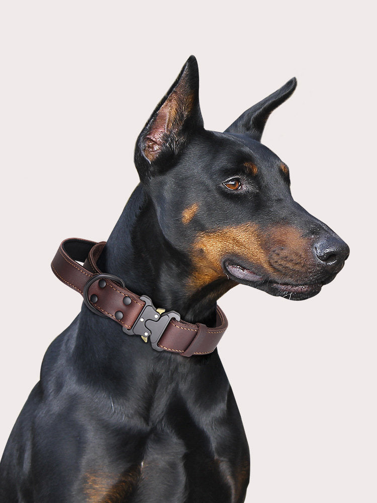 Leather Dog Collar