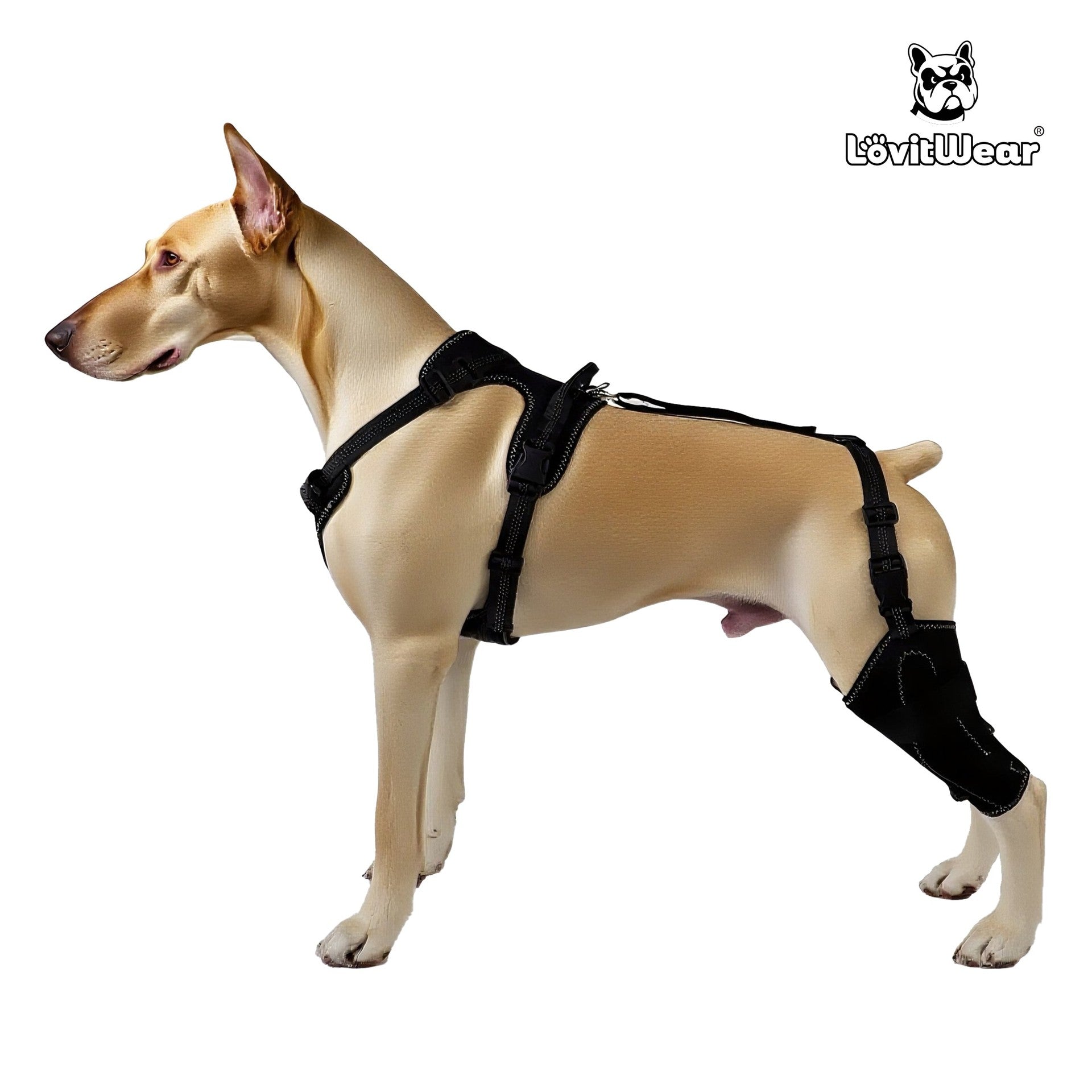 Dog Leg Protection